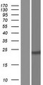 BCL2 / Bcl-2 Protein - Western validation with an anti-DDK antibody * L: Control HEK293 lysate R: Over-expression lysate