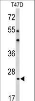 BCL2A1 Antibody - Western blot of BCL2A1 Antibody in T47D cell line lysates (35 ug/lane). BCL2A1 (arrow) was detected using the purified antibody.