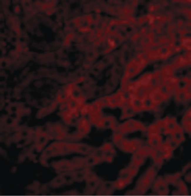 BCL2A1 Antibody - Immunofluorescence of Bfl-1 in Mouse Kidney cells with Bfl-1 antibody at 20 ug/ml.