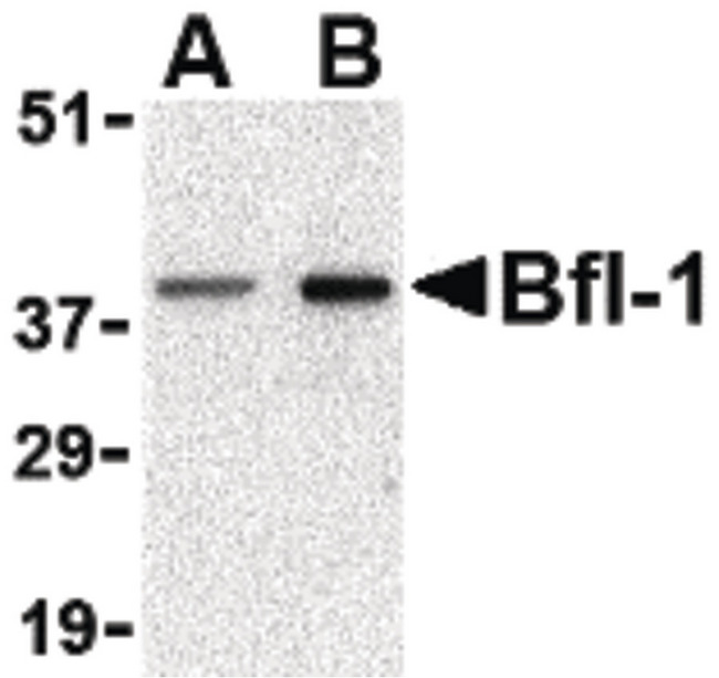 BCL2A1 Antibody - Western blot of Bfl-1 in mouse kidney tissue lysate with Bfl-1 antibody at (A) 1 and (B) 2 ug/ml.