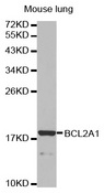BCL2A1 Antibody - Western blot analysis of extracts of mouse lung, using BCL2A1 antibody. The secondary antibody used was an HRP Goat Anti-Rabbit IgG (H+L) at 1:10000 dilution. Lysates were loaded 25ug per lane and 3% nonfat dry milk in TBST was used for blocking.
