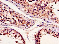 BCL2A1 Antibody - Immunohistochemistry of paraffin-embedded human testis tissue using BCL2A1 Antibody at dilution of 1:100