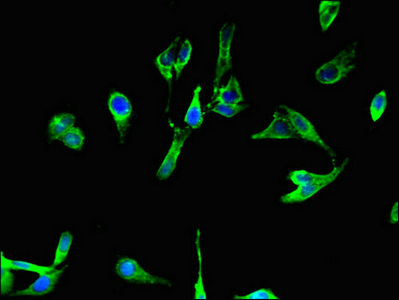 BCL2A1 Antibody - Immunofluorescent analysis of Hela cells using BCL2A1 Antibody at dilution of 1:100 and Alexa Fluor 488-congugated AffiniPure Goat Anti-Rabbit IgG(H+L)
