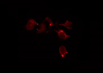 BCL2A1 Antibody - Staining HepG2 cells by IF/ICC. The samples were fixed with PFA and permeabilized in 0.1% Triton X-100, then blocked in 10% serum for 45 min at 25°C. The primary antibody was diluted at 1:200 and incubated with the sample for 1 hour at 37°C. An Alexa Fluor 594 conjugated goat anti-rabbit IgG (H+L) Ab, diluted at 1/600, was used as the secondary antibody.