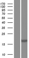 BCL2A1 Protein - Western validation with an anti-DDK antibody * L: Control HEK293 lysate R: Over-expression lysate