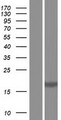 BCL2A1 Protein - Western validation with an anti-DDK antibody * L: Control HEK293 lysate R: Over-expression lysate