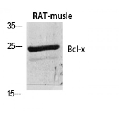 BCL2L1 / BCL-XL Antibody - Western blot of Bcl-x antibody