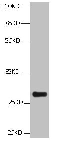 BCL2L1 / BCL-XL Antibody - All Lanes:Mouse anti BCL2L1 Monoclonal antibody at 1ug/ml Lane 1:HepG2 whole cell lysate Secondary Goat polyclonal to Mouse IgG at 1/5000 dilution Predicted band size:26,27,19kd Observed band size:26KD
