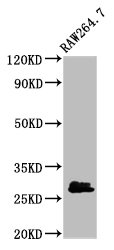 BCL2L1 / BCL-XL Antibody - Western Blot Positive WB detected in: RAW264.7 whole cell lysate All lanes: BCL2L1 antibody at 2.7µg/ml Secondary Goat polyclonal to rabbit IgG at 1/50000 dilution Predicted band size: 27, 19, 26 kDa Observed band size: 27 kDa