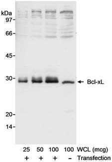 BCL2L1 / BCL-XL Antibody - Detection of Human Bcl-xL by Western Blot. Samples: Whole cell lysate (WCL) from 293T cells that were either mock transfected or transfected with an expression construct for Bcl-xL. Antibody: Affinity purified rabbit anti-Bcl-xL antibody used at 0.04 ug/ml. Detection: Chemiluminescence.