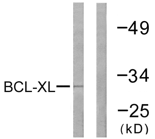 BCL2L1 / BCL-XL Antibody - Western blot analysis of lysates from 293 cells, treated with UV 30', using BCL-XL Antibody. The lane on the right is blocked with the synthesized peptide.