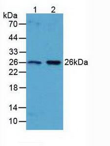 BCL2L1 / BCL-XL Antibody