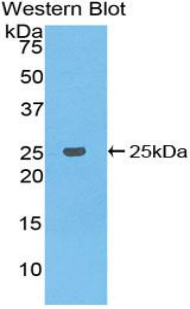 BCL2L1 / BCL-XL Antibody - Western blot of recombinant BCL2L1 / BCL-XL.  This image was taken for the unconjugated form of this product. Other forms have not been tested.