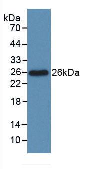 BCL2L1 / BCL-XL Antibody - Western Blot; Sample: Recombinant Bcl2L, Rat.