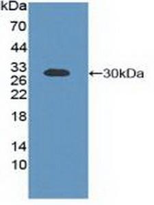 BCL2L1 / BCL-XL Antibody