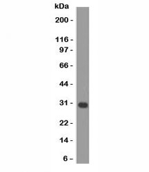 BCL2L1 / BCL-XL Antibody - Western blot of Jurkat cell lysate using Bcl-x antibody (2H12).  This image was taken for the unmodified form of this product. Other forms have not been tested.