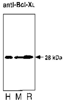 BCL2L1 / BCL-XL Antibody - Western blot of thymocytes from human, mouse and rat. Cell lysates from approximately 106 cells were loaded into each lane of a 12% SDS-PAGE gel and blotted onto PVDF membranes. anti-Bcl-XL antibody was used at 1 ug/ml - detection was by chemiluminescence detection using an anti-mouse secondary antibody.