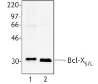 BCL2L1 / BCL-XL Antibody - Western blot of extracts from HeLa cells (lane 1) and human PBMC (lane 2), using anti-Bcl-X, clone 2H12.