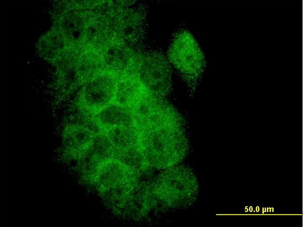 BCL2L1 / BCL-XL Antibody - Immunofluorescence of monoclonal antibody to BCL2L1 on A-431 cell. [antibody concentration 10 ug/ml]