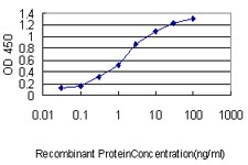 BCL2L1 / BCL-XL Antibody - Detection limit for recombinant GST tagged BCL2L1 is approximately 0.03 ng/ml as a capture antibody.