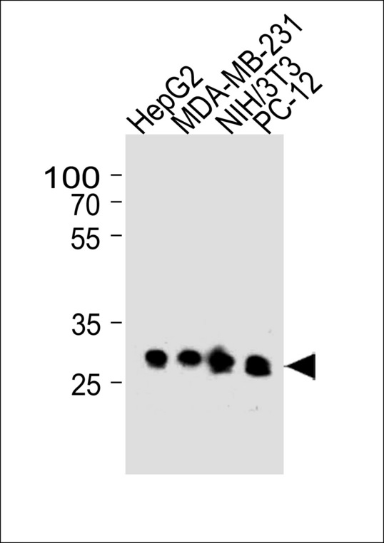 BCL2L1 / BCL-XL Antibody - BCL2L1 Antibody western blot of HepG2,MDA-MB-231,mouse NIH/3T3 and rat PC-12 cell line lysates (35 ug/lane). The BCL2L1 antibody detected the BCL2L1 protein (arrow).