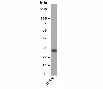 BCL2L1 / BCL-XL Antibody - Bcl-X antibody western blot.  This image was taken for the unmodified form of this product. Other forms have not been tested.