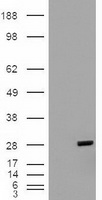 BCL2L1 / BCL-XL Antibody - HEK293T cells were transfected with the pCMV6-ENTRY control (Left lane) or pCMV6-ENTRY BCL2L1 (Right lane) cDNA for 48 hrs and lysed. Equivalent amounts of cell lysates (5 ug per lane) were separated by SDS-PAGE and immunoblotted with anti-BCL2L1.