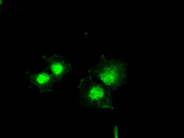 BCL2L1 / BCL-XL Antibody - Anti-BCL2L1 mouse monoclonal antibody  immunofluorescent staining of COS7 cells transiently transfected by pCMV6-ENTRY BCL2L1.