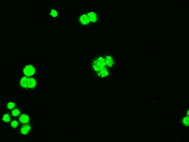 BCL2L1 / BCL-XL Antibody - Immunofluorescent staining of HT29 cells using anti-BCL2L1 mouse monoclonal antibody.