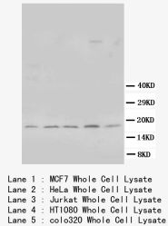 BCL2L1 / BCL-XL Antibody -  This image was taken for the unconjugated form of this product. Other forms have not been tested.