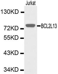 BCL2L1 / BCL-XL Antibody - Western blot of Bcl-xL pAb in extracts from Jurkat cells.