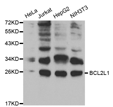 BCL2L1 / BCL-XL Antibody - Western blot analysis of extracts of various cell lines, using BCL2L1 antibody.