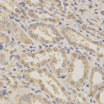 BCL2L1 / BCL-XL Antibody - Immunohistochemistry of paraffin-embedded human kidney using BCL2L1 antibody at dilution of 1:200 (x400 lens)