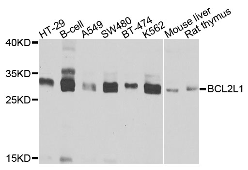 BCL2L1 / BCL-XL Antibody - Western blot analysis of extracts of various cell lines, using BCL2L1 antibody at 1:1000 dilution. The secondary antibody used was an HRP Goat Anti-Rabbit IgG (H+L) at 1:10000 dilution. Lysates were loaded 25ug per lane and 3% nonfat dry milk in TBST was used for blocking. An ECL Kit was used for detection and the exposure time was 15s.