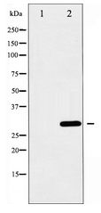 BCL2L1 / BCL-XL Antibody - Western blot of BCL-XL expression in UV treated 293 whole cell lysates,The lane on the left is treated with the antigen-specific peptide.