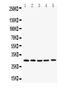 BCL2L1 / BCL-XL Antibody - Western blot - Anti-Bcl-XL Picoband Antibody