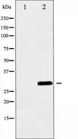 BCL2L1 / BCL-XL Antibody - Western blot analysis of BCL-XL expression in UV treated 293 whole cells lysates. The lane on the left is treated with the antigen-specific peptide.