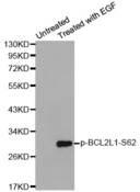 BCL2L1 / BCL-XL Antibody - Western blot analysis of extracts from Hela cells.