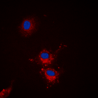 BCL2L1 / BCL-XL Antibody - Immunofluorescent analysis of BCLX (pS62) staining in HEK293T cells. Formalin-fixed cells were permeabilized with 0.1% Triton X-100 in TBS for 5-10 minutes and blocked with 3% BSA-PBS for 30 minutes at room temperature. Cells were probed with the primary antibody in 3% BSA-PBS and incubated overnight at 4 C in a humidified chamber. Cells were washed with PBST and incubated with a DyLight 594-conjugated secondary antibody (red) in PBS at room temperature in the dark. DAPI was used to stain the cell nuclei (blue).