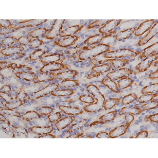 BCL2L1 / BCL-XL Antibody - 1:200 staining mouse kidney tissue by IHC-P. The tissue was formaldehyde fixed and a heat mediated antigen retrieval step in citrate buffer was performed. The tissue was then blocked and incubated with the antibody for 1.5 hours at 22°C. An HRP conjugated goat anti-rabbit antibody was used as the secondary.
