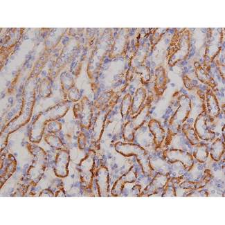 BCL2L1 / BCL-XL Antibody - 1:200 staining mouse kidney tissue by IHC-P. The tissue was formaldehyde fixed and a heat mediated antigen retrieval step in citrate buffer was performed. The tissue was then blocked and incubated with the antibody for 1.5 hours at 22°C. An HRP conjugated goat anti-rabbit antibody was used as the secondary.