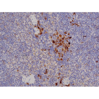 BCL2L1 / BCL-XL Antibody - 1:200 staining mouse spleen tissue by IHC-P. The tissue was formaldehyde fixed and a heat mediated antigen retrieval step in citrate buffer was performed. The tissue was then blocked and incubated with the antibody for 1.5 hours at 22°C. An HRP conjugated goat anti-rabbit antibody was used as the secondary.