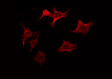 BCL2L1 / BCL-XL Antibody - Staining 293 cells by IF/ICC. The samples were fixed with PFA and permeabilized in 0.1% Triton X-100, then blocked in 10% serum for 45 min at 25°C. The primary antibody was diluted at 1:200 and incubated with the sample for 1 hour at 37°C. An Alexa Fluor 594 conjugated goat anti-rabbit IgG (H+L) Ab, diluted at 1/600, was used as the secondary antibody.