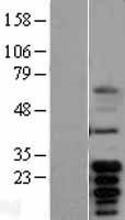 BCL2L1 / BCL-XL Protein - Western validation with an anti-DDK antibody * L: Control HEK293 lysate R: Over-expression lysate