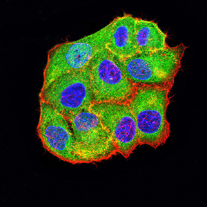 BCL2L10 / Diva Antibody - Immunofluorescence analysis of Hela cells using BCL2L10 mouse mAb (green). Blue: DRAQ5 fluorescent DNA dye. Red: Actin filaments have been labeled with Alexa Fluor- 555 phalloidin. Secondary antibody from Fisher