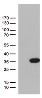 BCL2L11 / BIM Antibody - HEK293T cells were transfected with the pCMV6-ENTRY control. (Left lane) or pCMV6-ENTRY BCL2L11. (Right lane) cDNA for 48 hrs and lysed. Equivalent amounts of cell lysates. (5 ug per lane) were separated by SDS-PAGE and immunoblotted with anti-BCL2L11. (1:500)