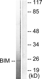 BCL2L11 / BIM Antibody - Western blot analysis of lysates from COS7 cells, using BIM Antibody. The lane on the right is blocked with the synthesized peptide.