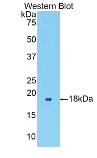 BCL2L11 / BIM Antibody - Western blot of recombinant BCL2L11 / BIM.  This image was taken for the unconjugated form of this product. Other forms have not been tested.