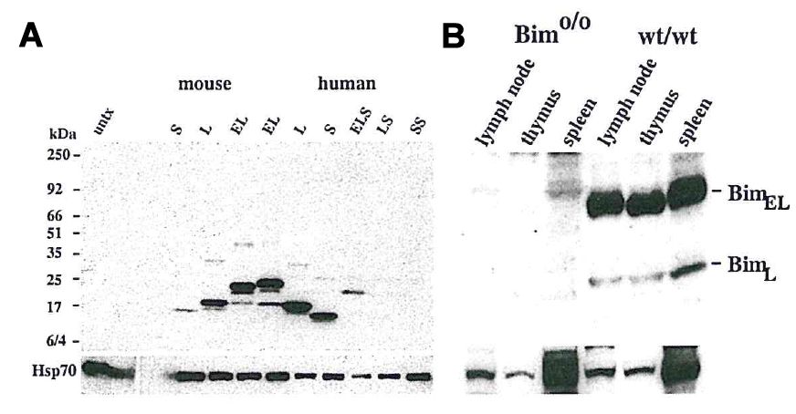BCL2L11 / BIM Antibody - A) Western blot using anti-Bim, mAb (10B12) detecting EE mouse BimS, BimL, BimEL and EE human, BimSS, BimS, BimLS, BimL, BimELS, BimEL. Probing with an anti-Hsp-70 mAb was used as a loading control for all blots. B) Western blot using anti-Bim, mAb (10B12) detecting endogenous Bim expression in mouse tissues but not in Bim knockout mice. Bim protein was revealed in lysates from mouse tissues (5 x 106/lane) and detection by ECL. Probing with an anti-Hsp-70 mAb was used as a loading control.