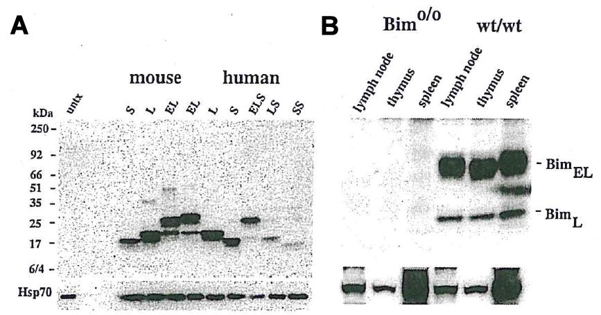 BCL2L11 / BIM Antibody - A) Western blot using anti-Bim, mAb (3C5) detecting EE mouse BimS, BimL, BimEL and EE human, BimSS, BimS, BimLS, BimL, BimELS, BimEL. Probing with an anti-Hsp-70 mAb was used as a loading control for all blots. B) Western blot using anti-Bim, mAb (3C5) detecting endogenous Bim expression in mouse tissues but not in Bim knockout mice. Bim protein was revealed in lysates from mouse tissues (5 x 106/lane) and detection by ECL. Probing with an anti-Hsp-70 mAb was used as a loading control.